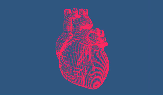 Heart illustration 