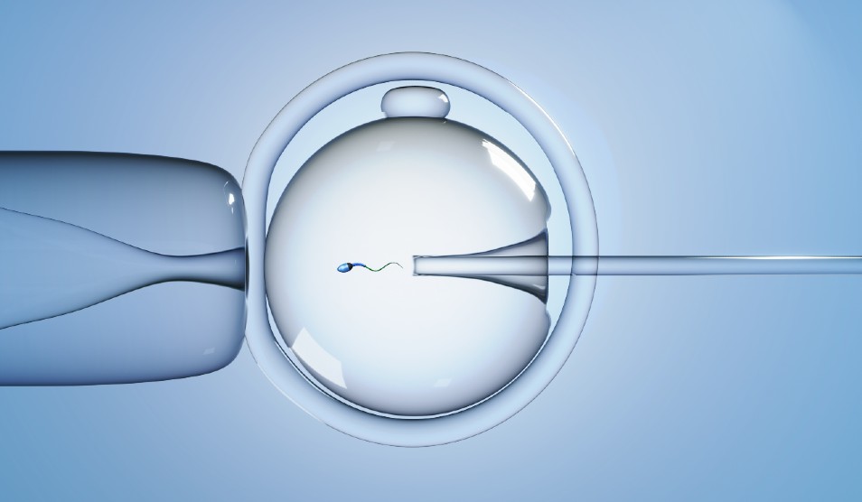 Image of IVF process (Adobe Stock)