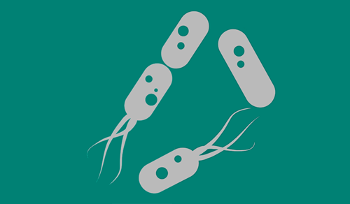 Bacteria graphic