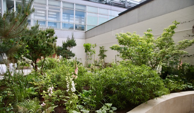 The sanctuary garden at Charing Cross Hospital 