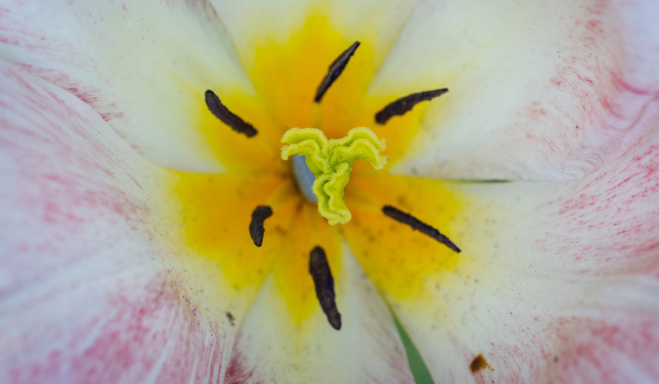 Close-up photo of orchid flower