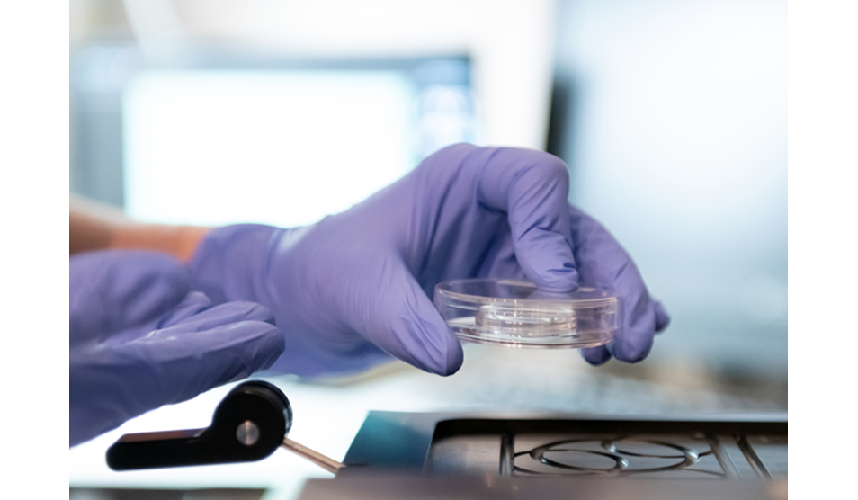 Closeup photo of IVF petri dish Closeup photo of IVF petri dish
